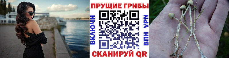 Галлюциногенные грибы MAGIC MUSHROOMS  купить наркоту  hydra ССЫЛКА  Тайга 